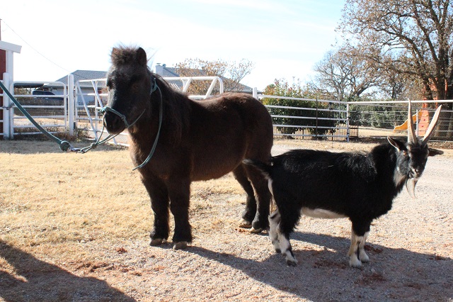 Coal & Mr. Goat